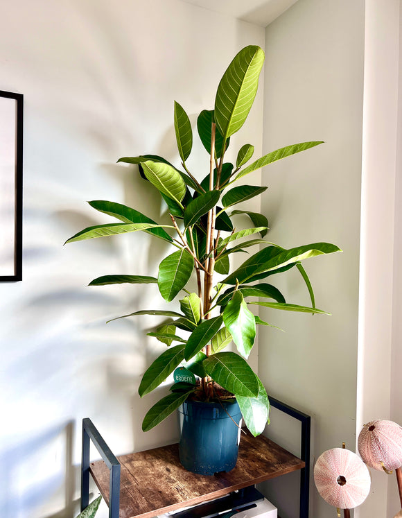 120cm Ficus Beng Roy