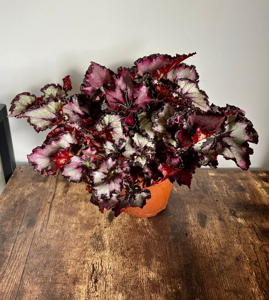 30cm Red Begonia Magic Colour