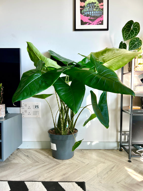 150cm Giant Alocasia Zebrina