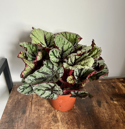 30cm Green / Red Begonia Magic Colour