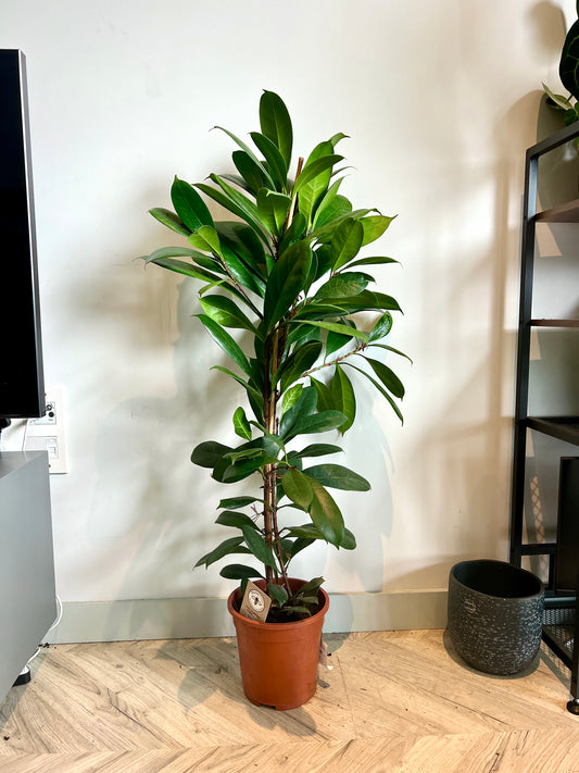 120cm Ficus Cyathistipula