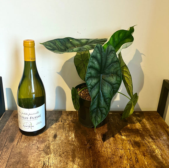 30cm Alocasia Dragon Scale
