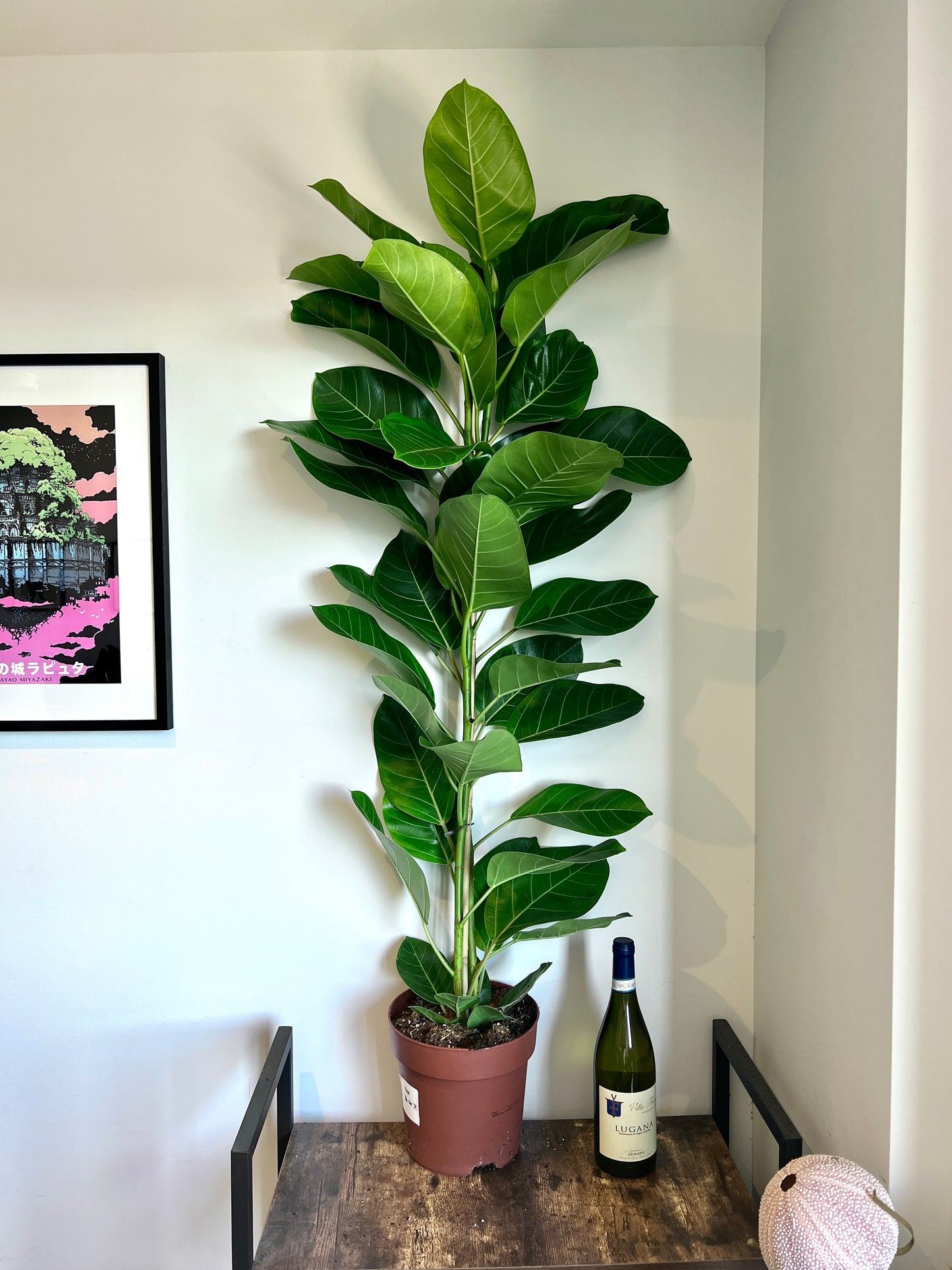 140cm Ficus Altissima
