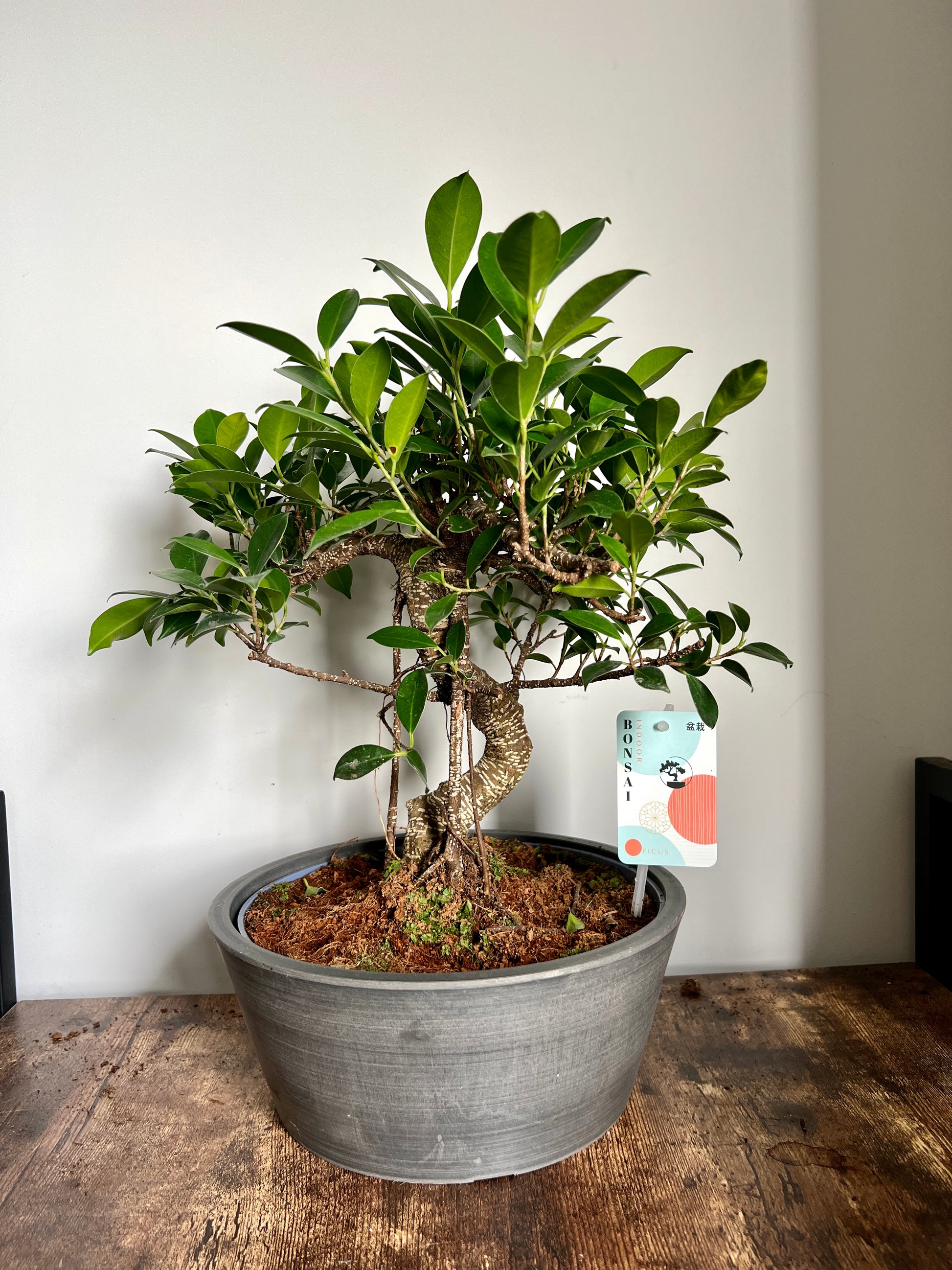 bonsai tree bristol 50cm Ficus Bonsai Tree – Bristol Plant Man