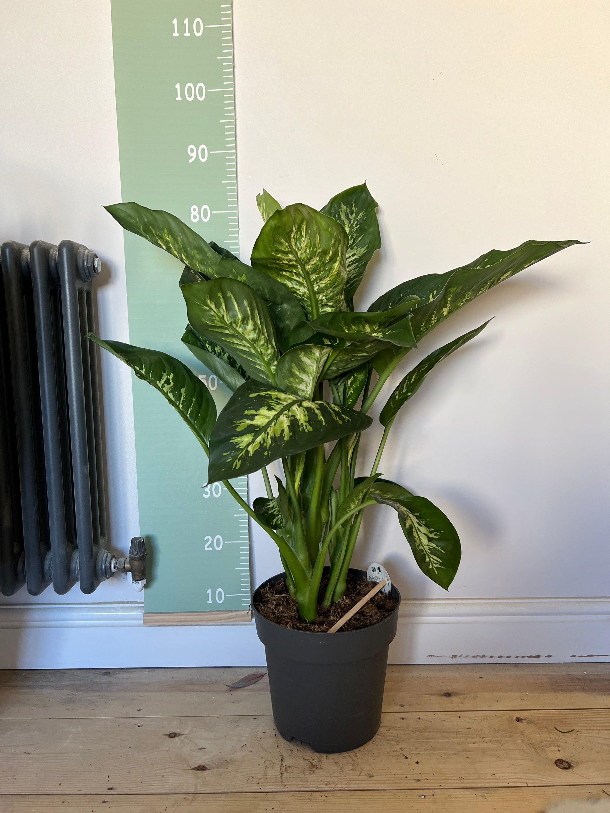 dieffenbachia reeva 80cm Dieffenbachia Reeva (Dumb Cane) – Bristol Plant Man
