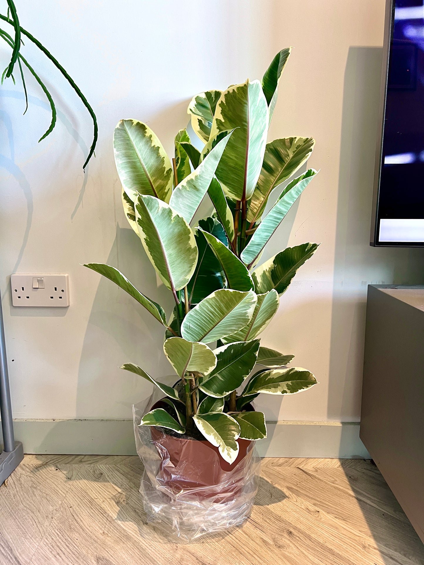 110cm Double Stemmed Ficus Elastica