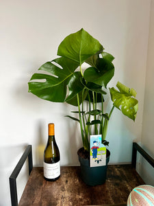 75cm Monstera Deliciosa (Swiss Cheese Plant)