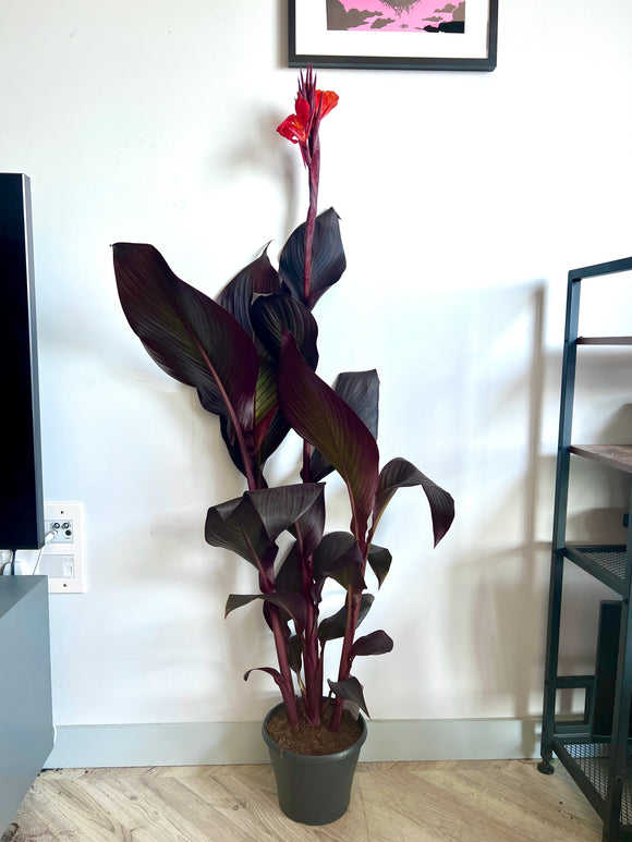 160cm Canna Red Velvet Flowering House Plant