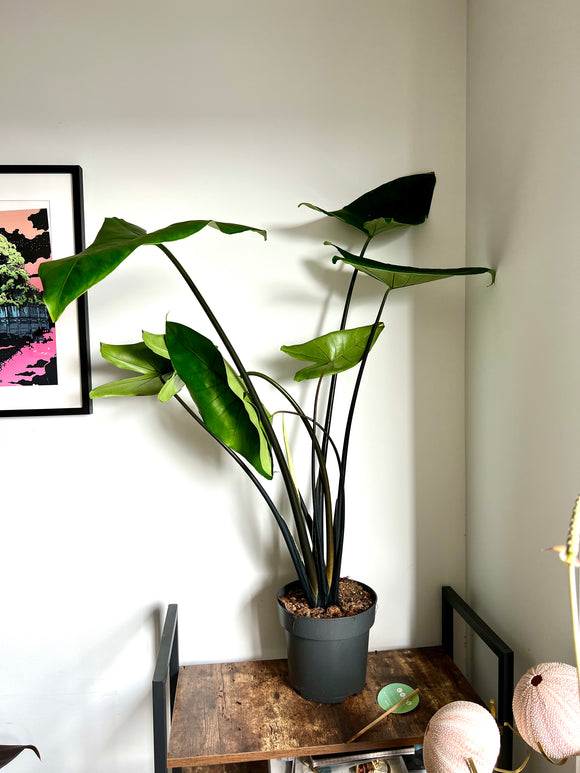 100cm BLACK Alocasia Zebrina