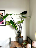 100cm BLACK Alocasia Zebrina