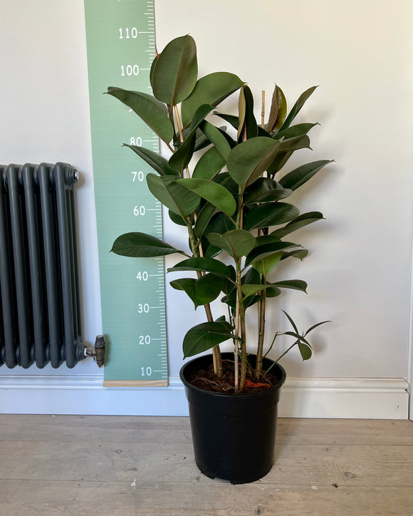 100cm Triple Stem Ficus Elastica (Rubber Plant)