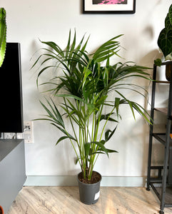 140cm Howea Forsteriana (Kentia Palm)
