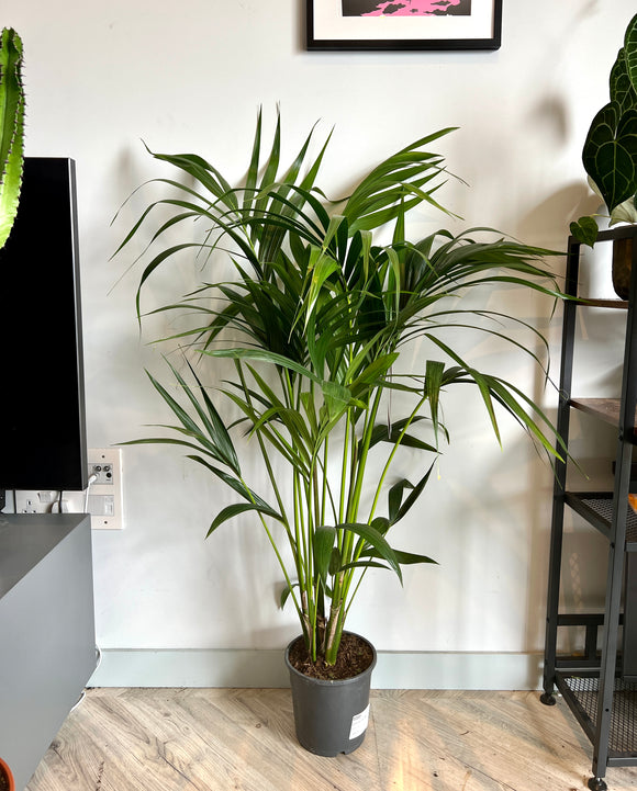 140cm Howea Forsteriana (Kentia Palm)