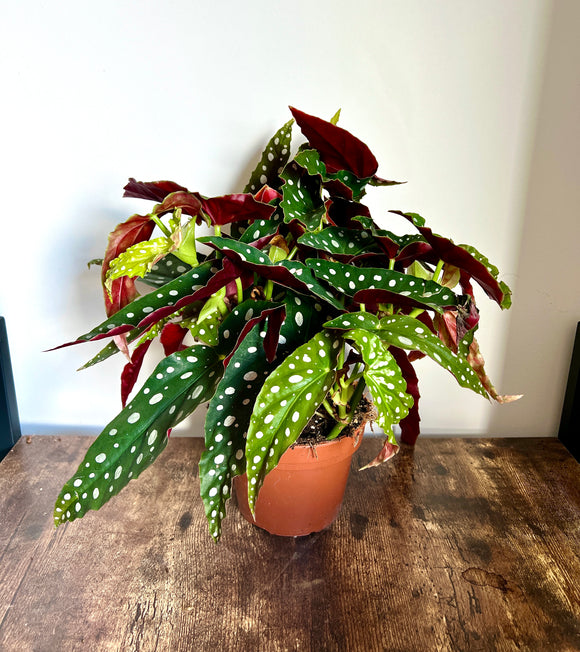 35cm Begonia Maculata (Polka Dot Plant)