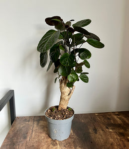 30cm Polyscias Fabian
