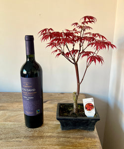 30cm Bonsai Tree - Acer
