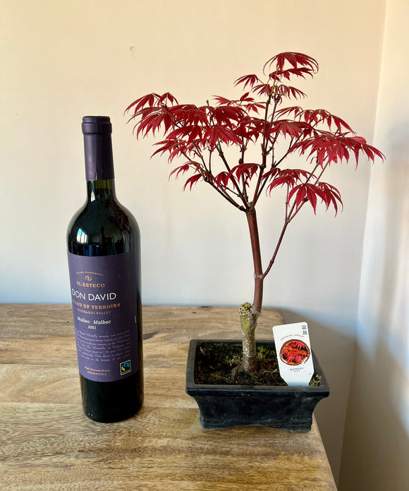 30cm Bonsai Tree - Acer