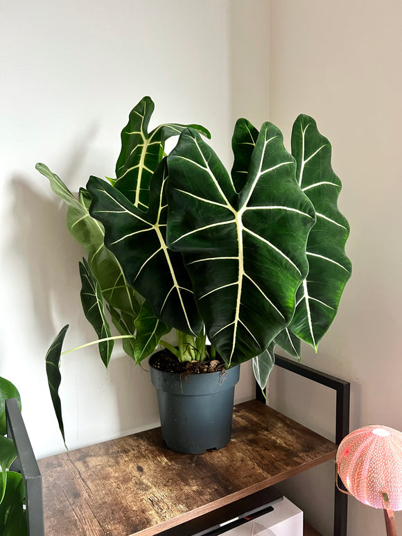 80cm Alocasia Frydek