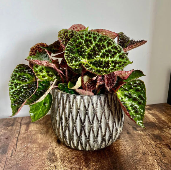30cm Begonia Ferox