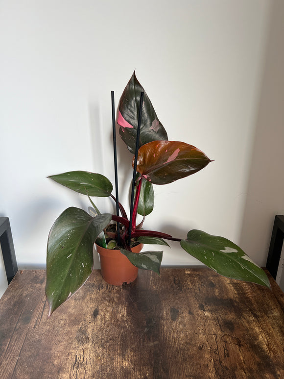 35cm Philodendron Pink Princess