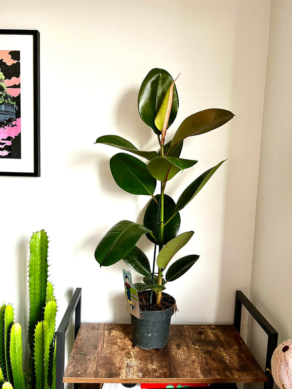 100cm Ficus Robusta (Rubber Plant)