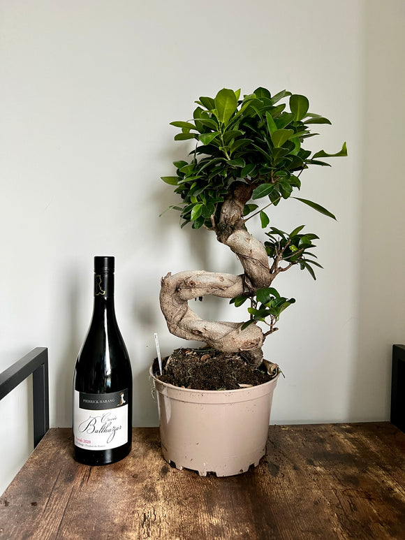 55cm Ficus Ginseng Bonsai Tree