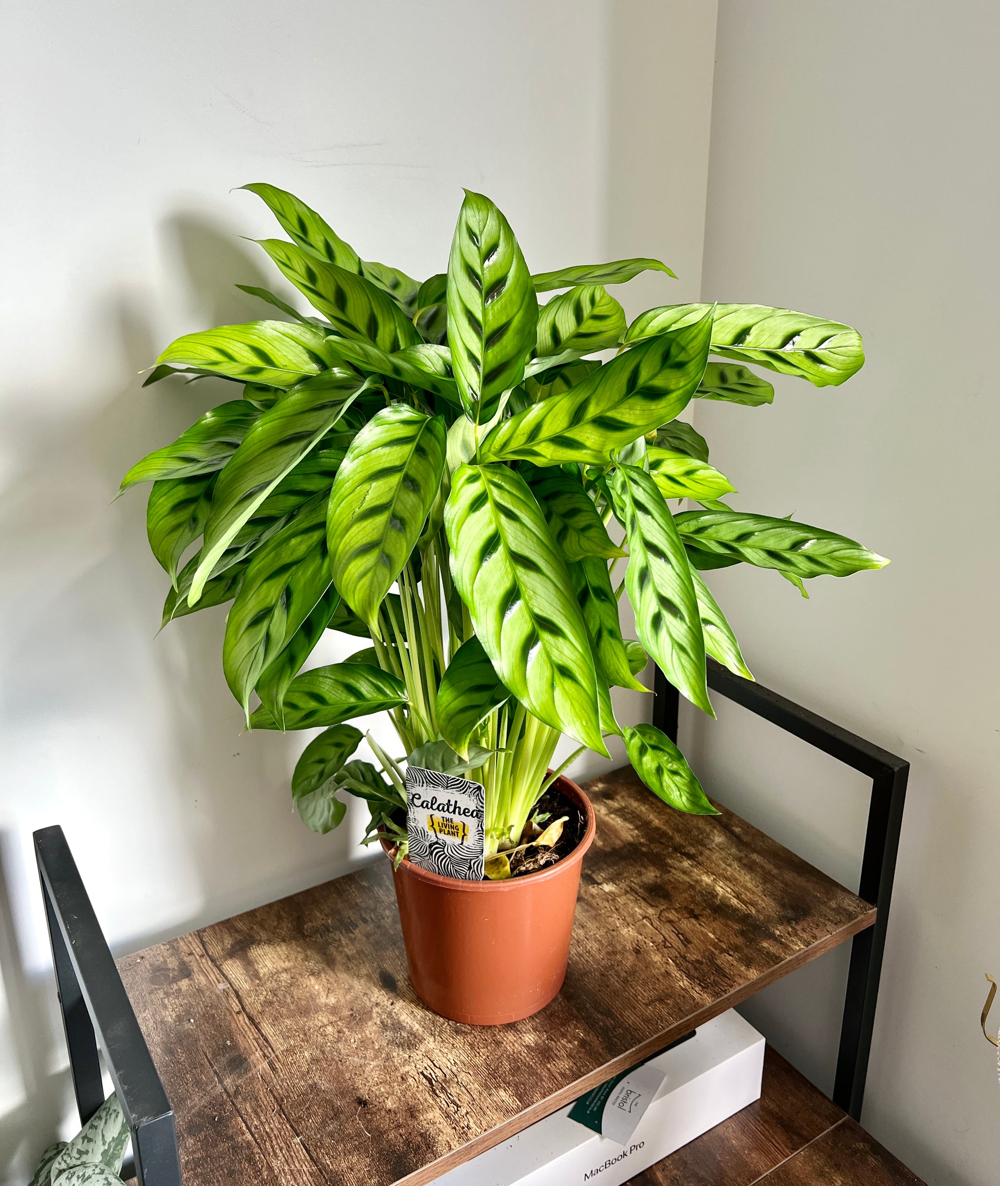 60cm Calathea Leopardina (Leopard Peacock Plant)