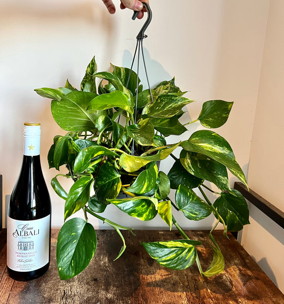50cm Hanging Devils Ivy