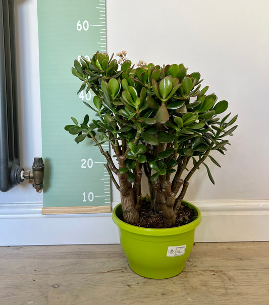 50cm Crassula Ovata (Jade / Money Plant)