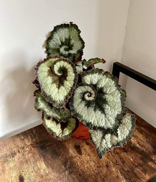 30cm Begonia Escargot