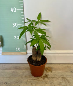 35cm Pachira Aquatica Tree
