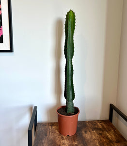 80cm Euphorbia Cactus