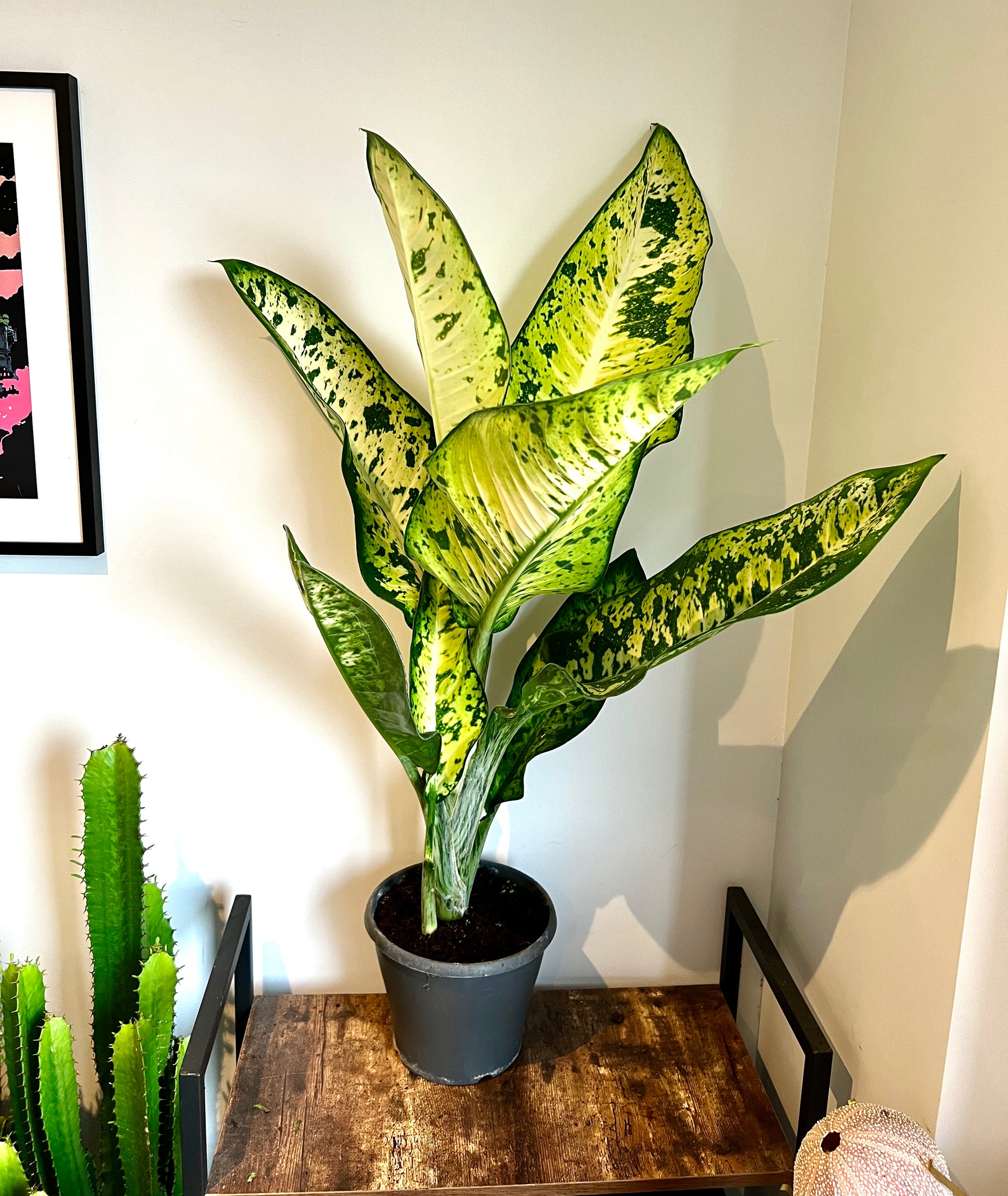 dieffenbachia banana 100cm Dieffenbachia Banana – Bristol Plant Man