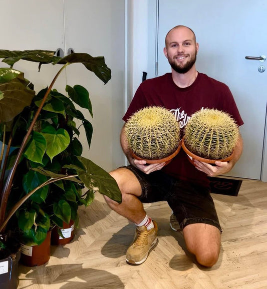 30cm Giant Barrel Cactus