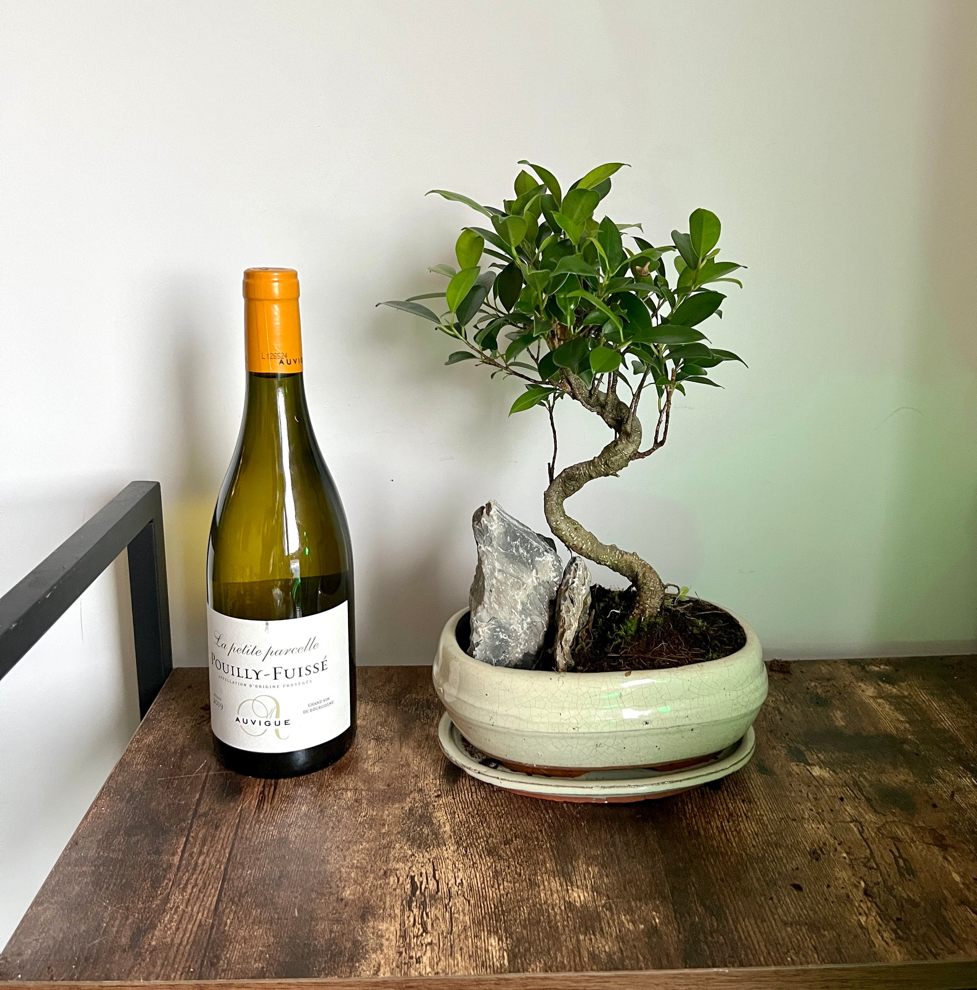 bonsai tree dish 35cm Ficus Ginseng (Bonsai Tree) in Ceramic Dish – Bristol Plant Man