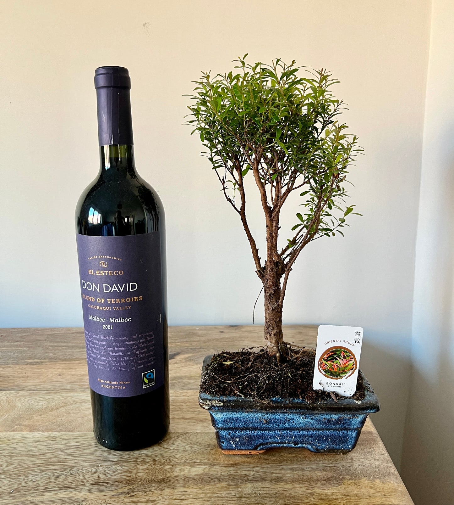 30cm Bonsai Tree - Syzygium
