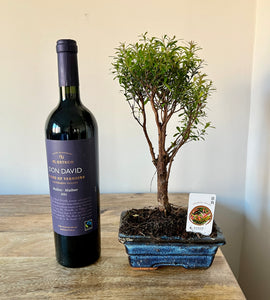 30cm Bonsai Tree - Syzygium