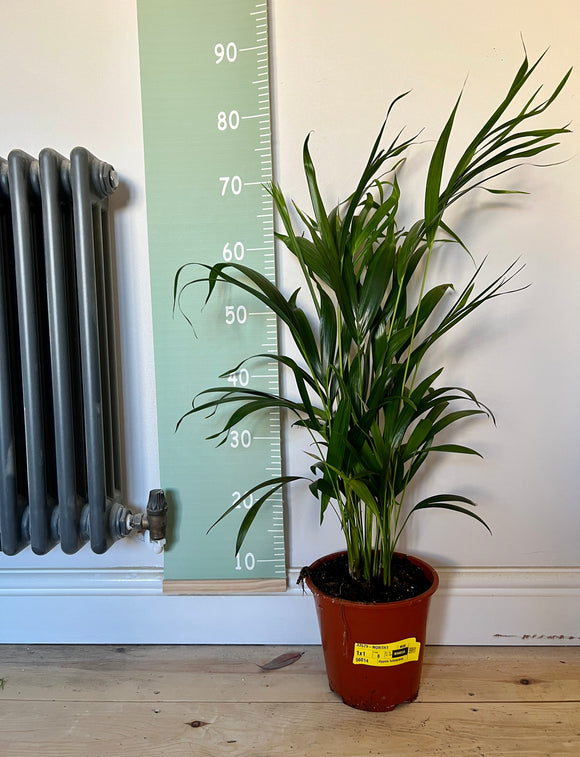 70cm Dypsis Lutescens (Areca Palm)