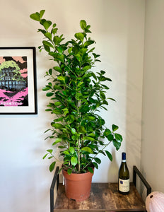 120cm Triple Stem Ficus Moclame