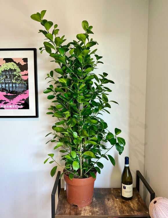 120cm Triple Stem Ficus Moclame