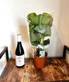 50cm Calathea Orbifolia