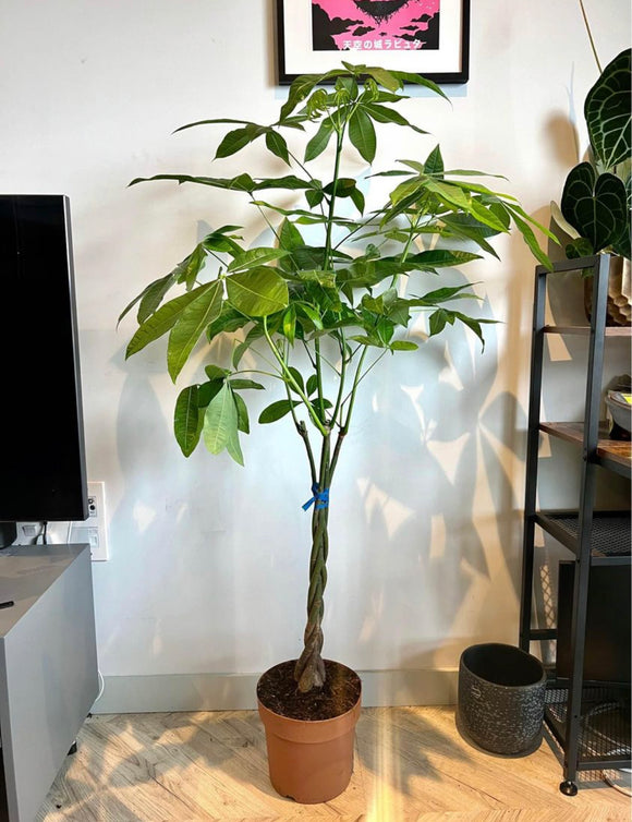 150cm Pachira Aquatica (Money Tree)