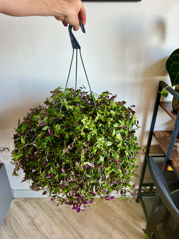 Giant Tradescantia (Wandering Jew)