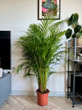 170cm Dypsis Lutescens (Areca palm)