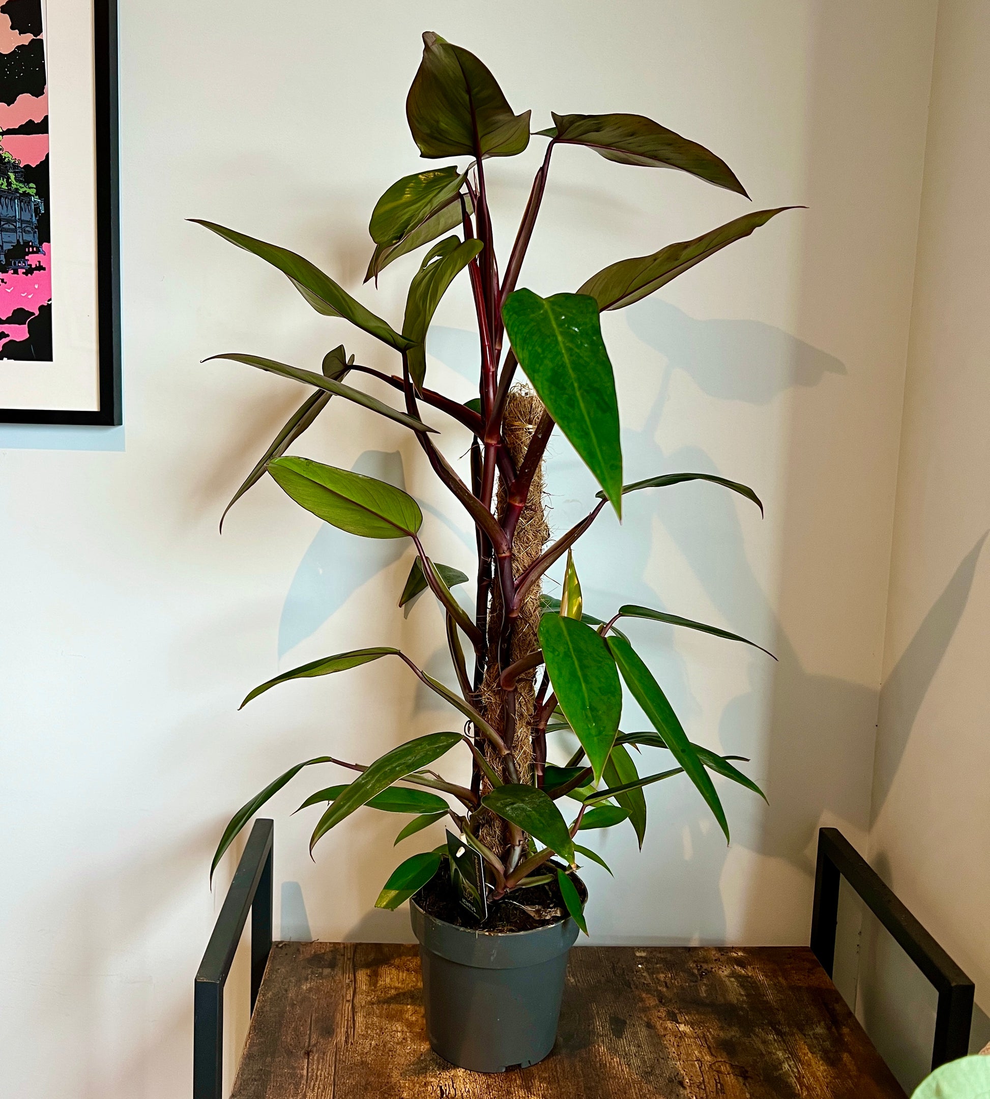 philodendron mandaianum 100cm Philodendron Mandaianum – Bristol Plant Man