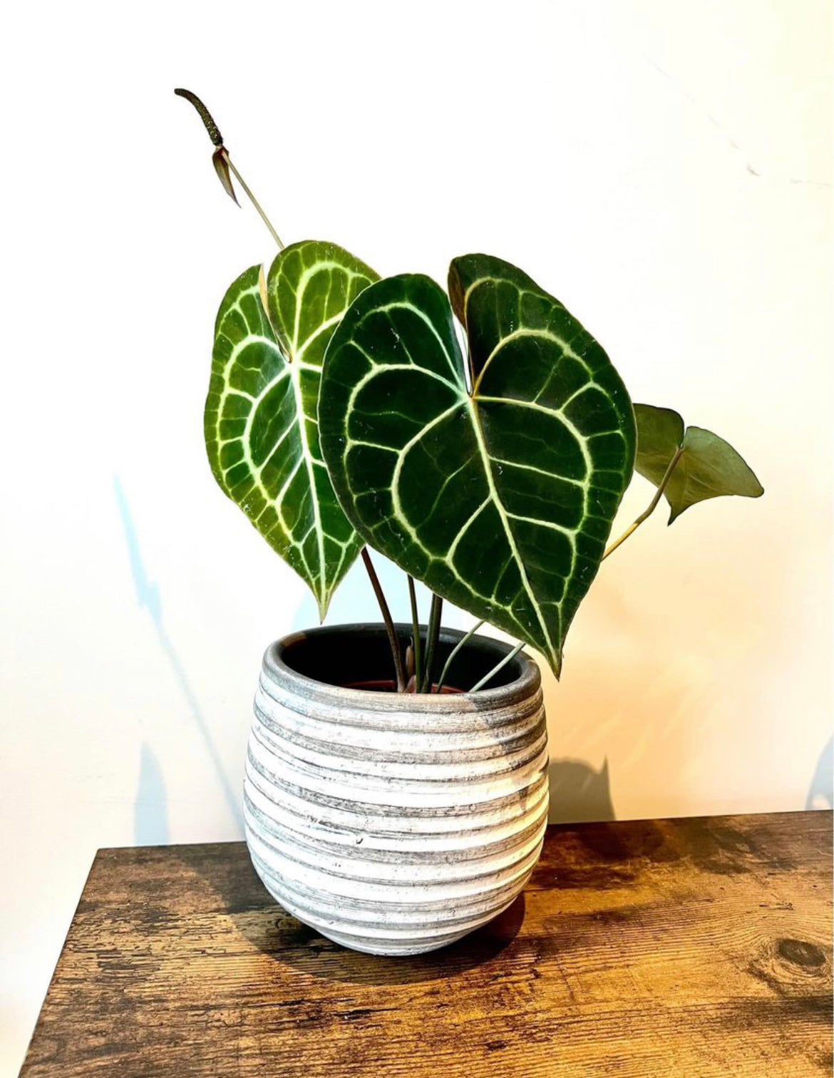 40cm Anthurium Clarinvervium