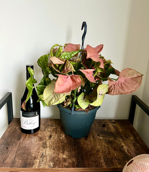 50cm Syngonium Red Heart
