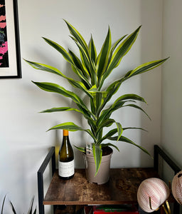 85cm Dracaena Lemon Lime