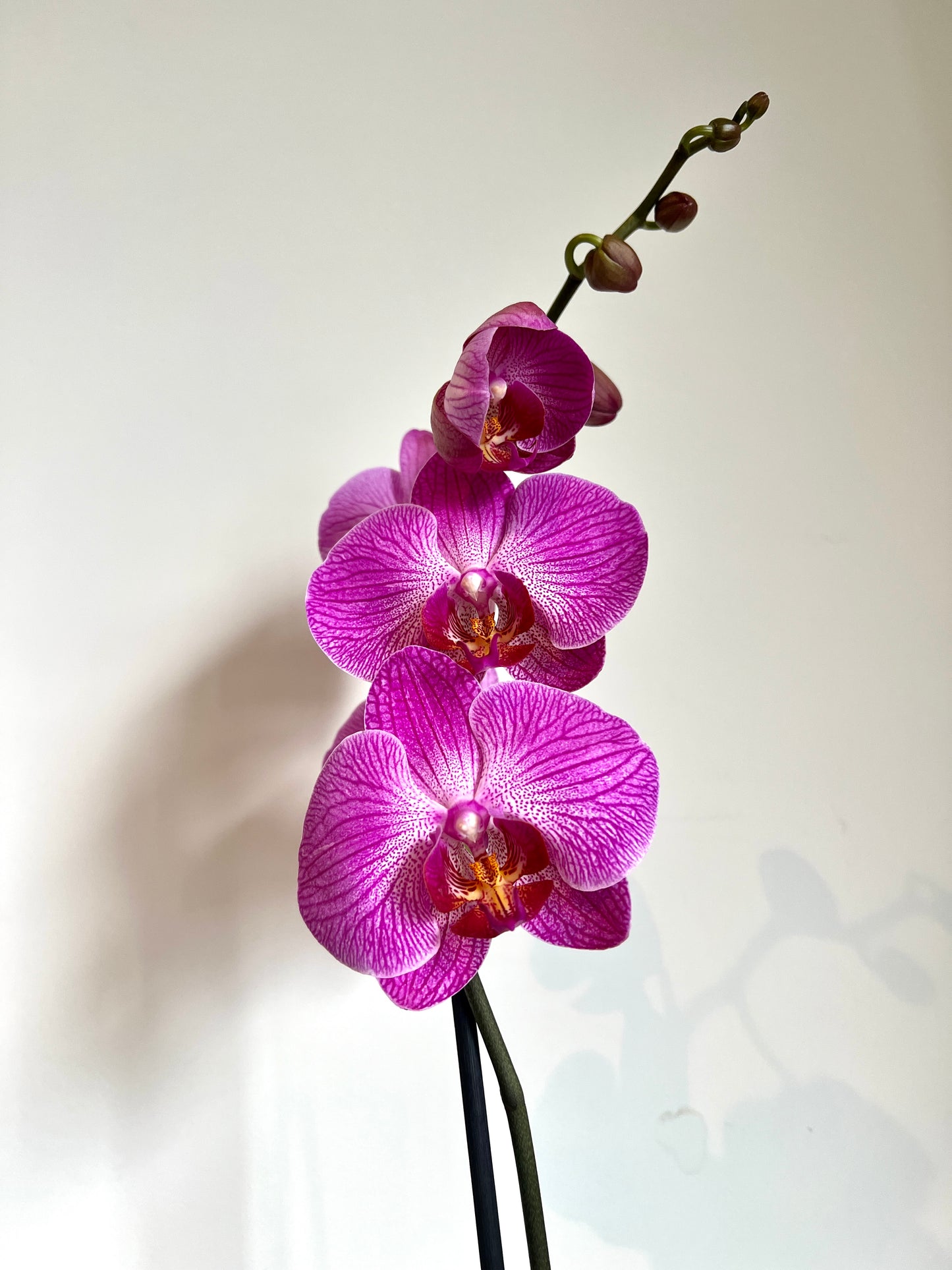 80cm Pink Orchid