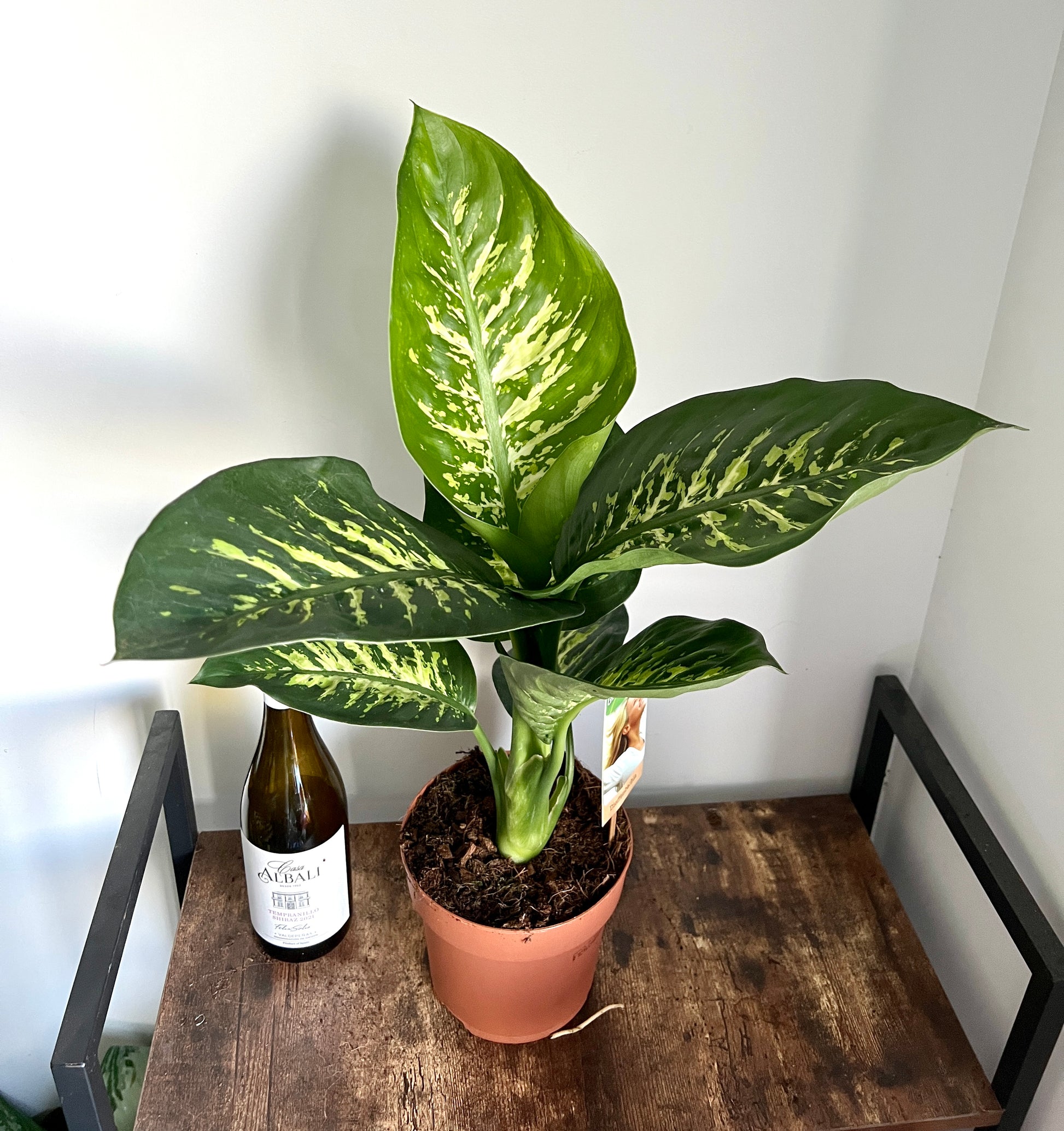 dieffenbachia 'reeva' 60cm Dieffenbachia Reeva (Dumb Cane) – Bristol Plant Man